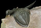 Uncommon Odontochile Trilobite - Lghaft, Morocco #146768-4
